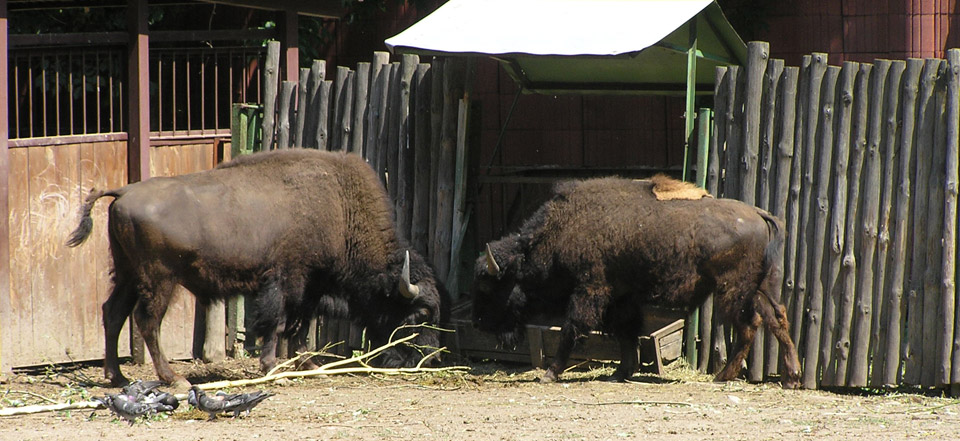 骚扰电话呼叫软件