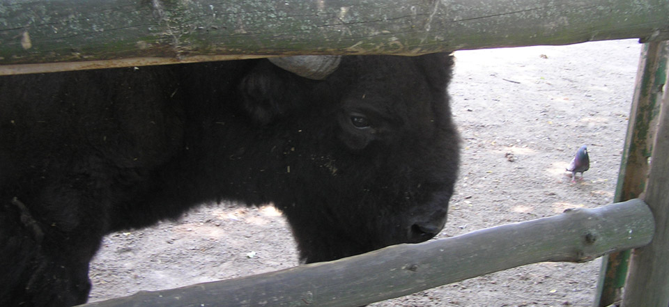 在哪充值安全的电话呼叫软件网页版